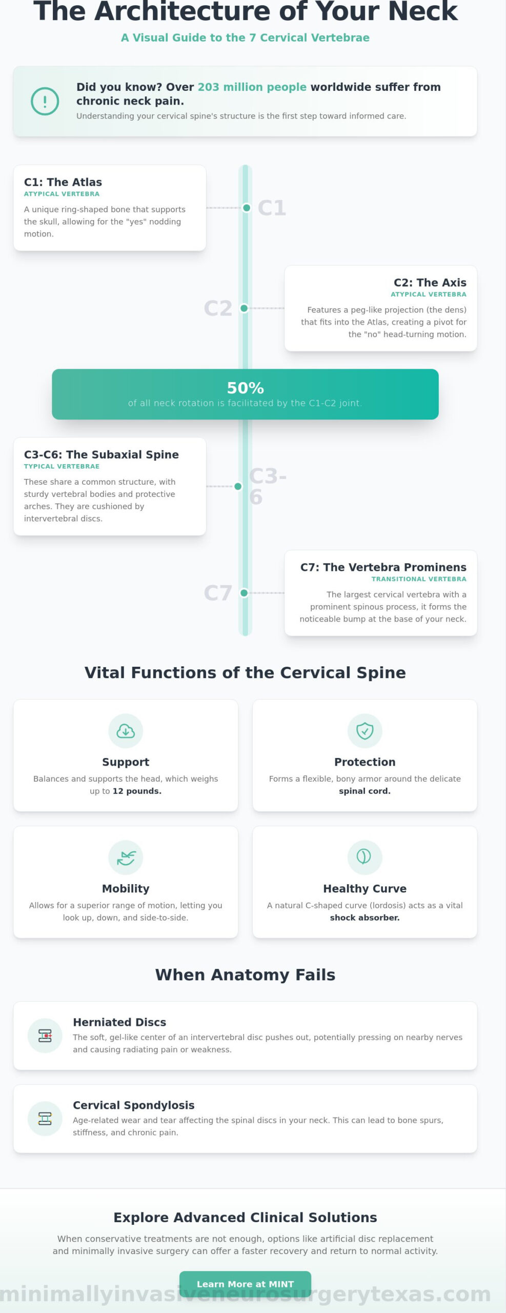 How Many Cervical Vertebrae Are There? Understanding Your Neck Anatomy